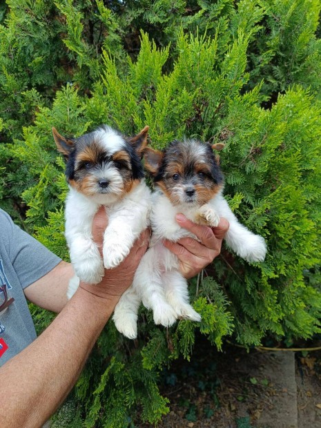 Biewe Yorkshire Terrier kiskutya eladó