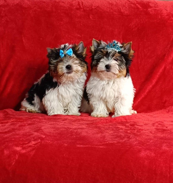 Biewer Yorkshire 13 hetes kan kiskutya elad�