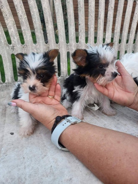 Biewer Yorkshire Terrier