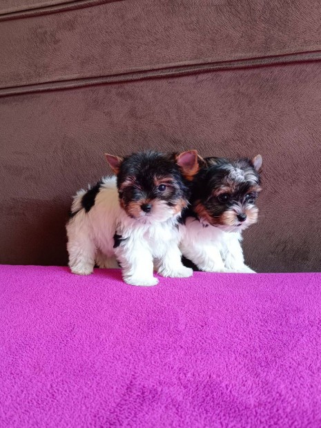 Biewer Yorkshire Terrier Baby-face kiskutya