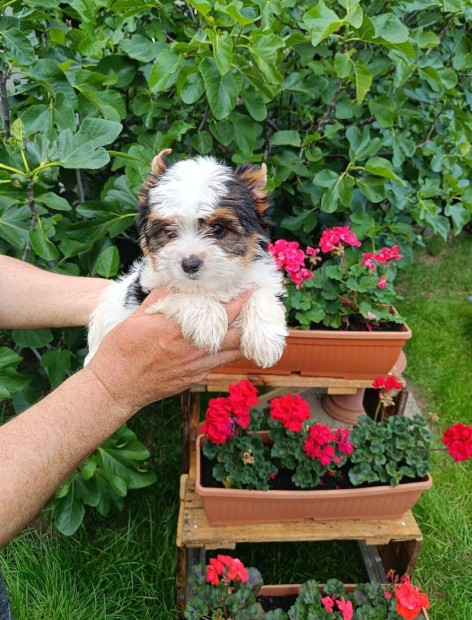 Biewer Yorkshire Terrier törzskönyves kiskutya