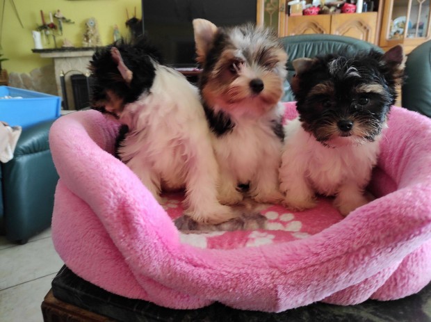 Biewer Yorkshire Terrier yorki lnyok Trzsknyv chip 2-olts