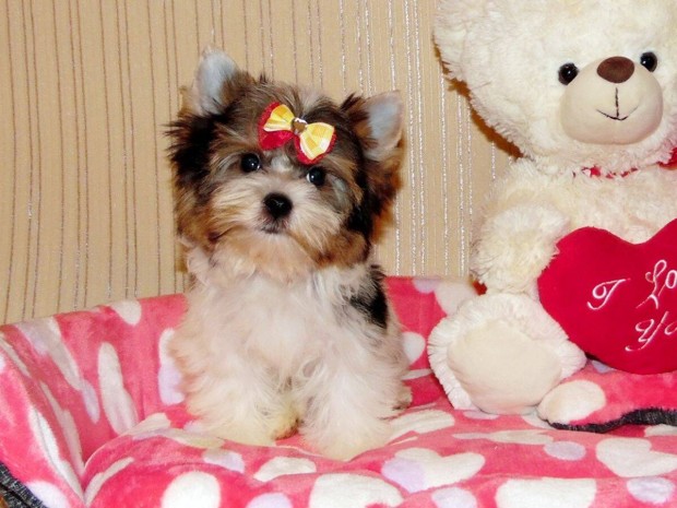 Biewer Yorkshire terrier, Yorki trzsknyvvel, veszettsgi oltssal