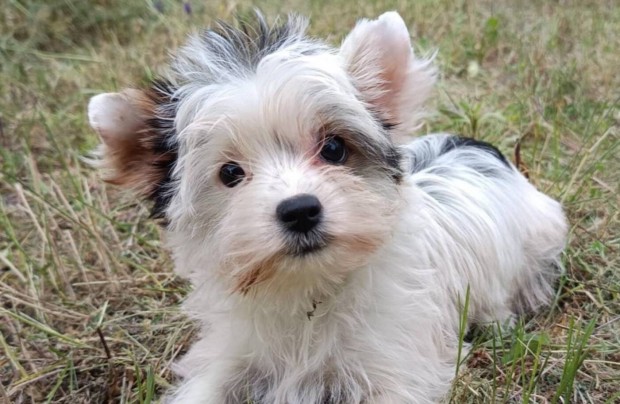 Biewer Yorkshire terrier, biewer yorkie yorki kislany