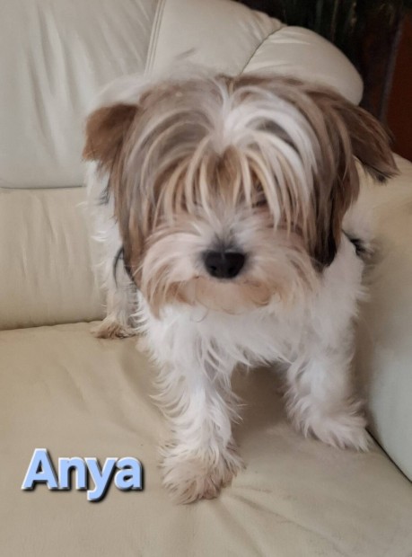 Biewer yorki kölyök kutyusok