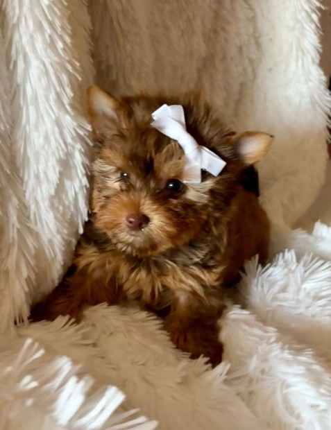 Biewer yorkshire terrier