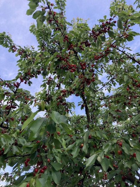 Bigaro cseresznye elado Miskolcon