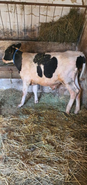 Bika elad 220kg.