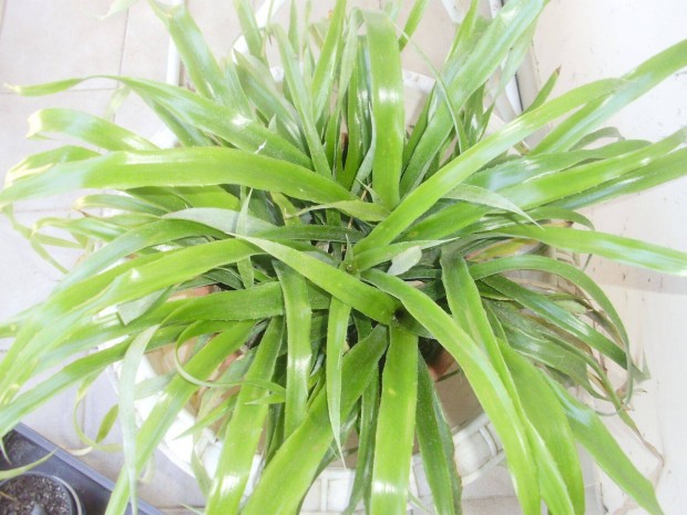 Billbergia szobanövény