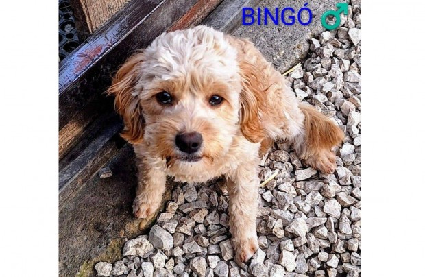 Bing�, a b�jos Cavapoo(uszk�r+cavalier) k�ly�k gazdit keres
