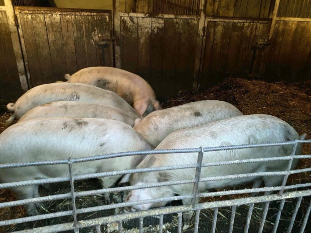 Bio h�ssert�sek elad�k