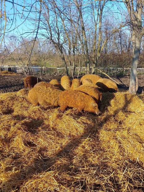 Bio mangalica hzk rideg tartsbl!