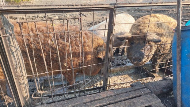 Bio mangalic�k elad�k