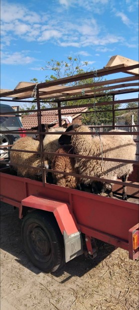 Birka , Vemhes juhok es egy kos elad cserlhet