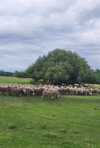 Birka/birkk eladak