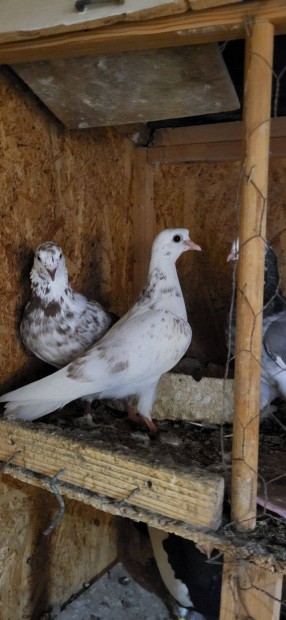 Birminghami perg roller pigeon