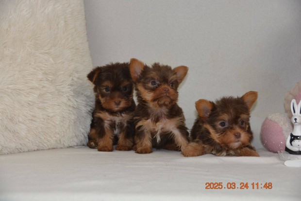 Biro Yorkshire Terrier (mini) jellegű