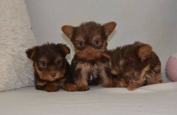 Biro Yorkshire Terrier kiskutyák
