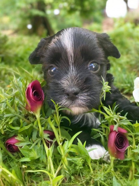 Black Yorkshire terrier, Yorki