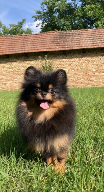 Black&tan pomerniai trpe spitz, pomi , spicc