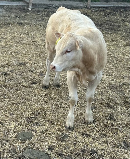 Blonde bika borj
