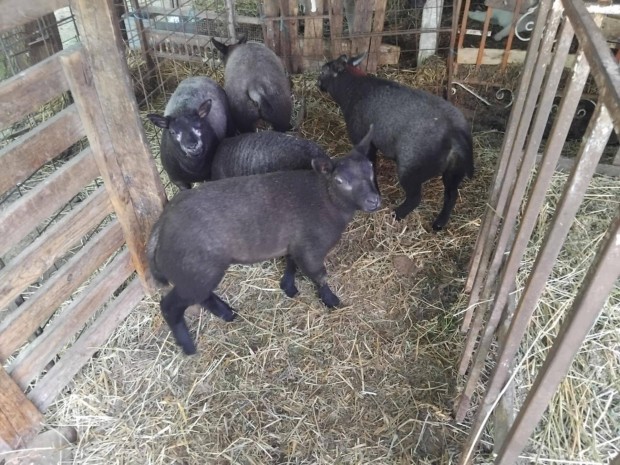 Blue Texel Választási és felnőtt juh birka kosok új otthonukat keresi!