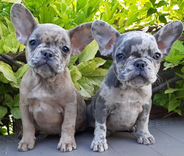 Blue fawn merle elad francia bulldog