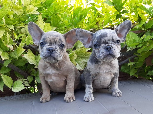 Blue fawn merle ritka szp francia bulldog kiskutyk