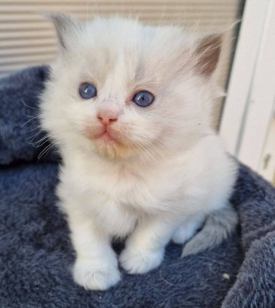 Blue lynx bicolor kiscsajszi