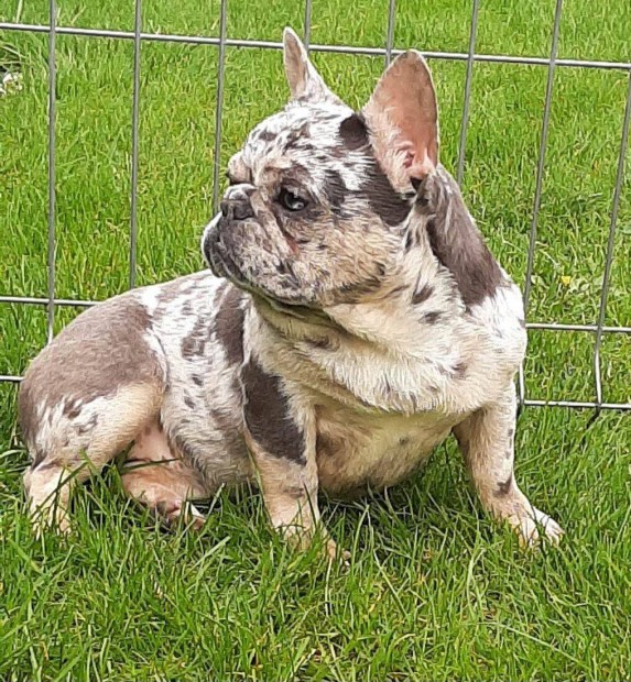 Blue tan merle szuka