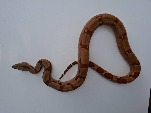 Boa Constrictor Hypo nstny