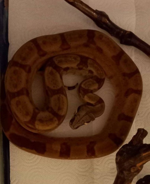 Boa constrictor