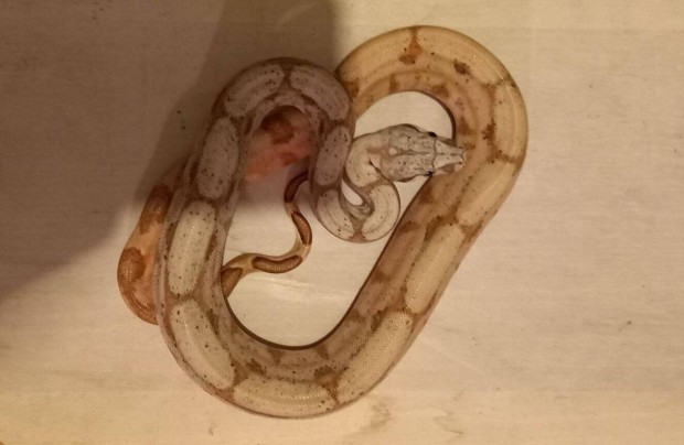 Boa constrictor Hypo