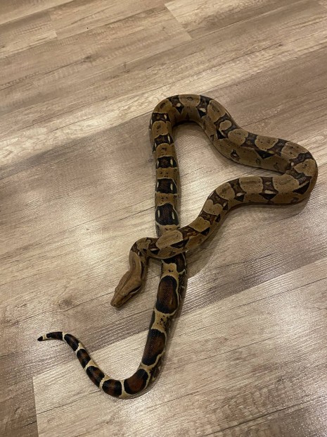 Boa constrictor nstny 