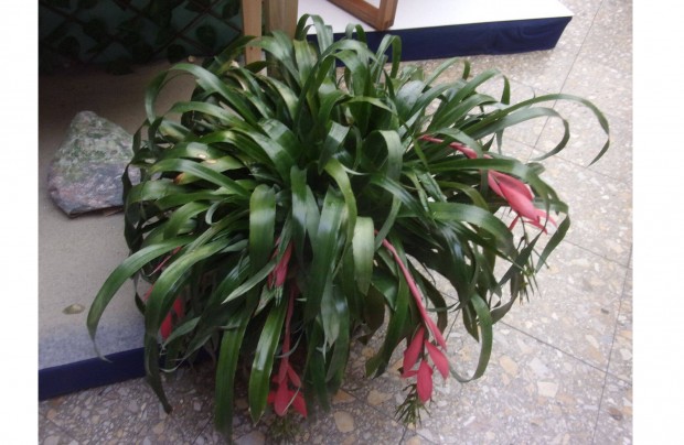 Bkol Billbergia Bromlia Bilbergia jpesten