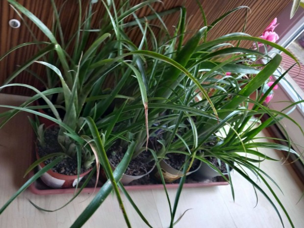 B�kol� bilbergia cserepes brom�lia vir�g