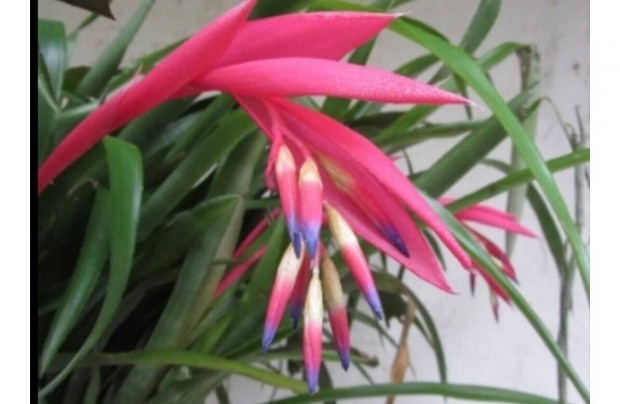 Bkol bromlia, billbergia