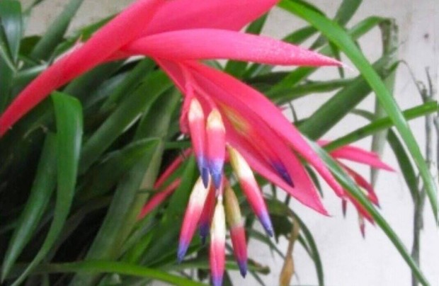 Bkol bromlia, billbergia