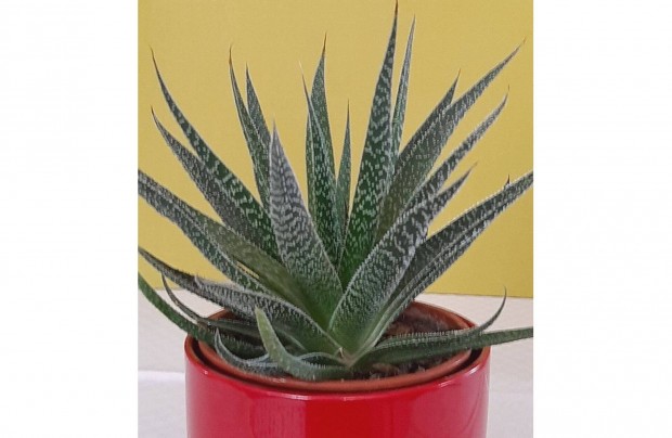 Bokros Aloe Vera virgtartval elad