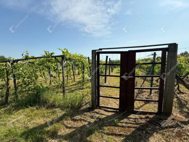 Boncodf�ldei Nagyhegyen elad� egy Z�rtkert, sz�l� gy�m�lcs�s