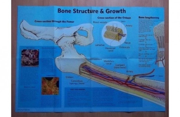 Bone structure & growth Csontozat s nvekeds poszter /angol/