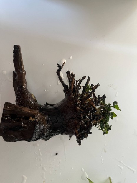 Bonsai driftwood 