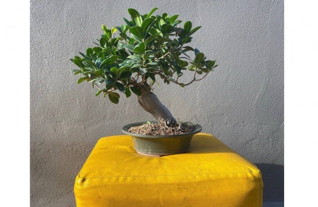 Bonsai elad