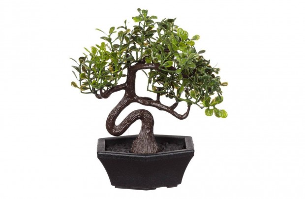 Bonsai fa barna cserppel 11 cm