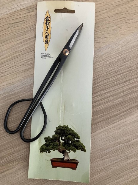 Bonsai oll (19 cm) elad