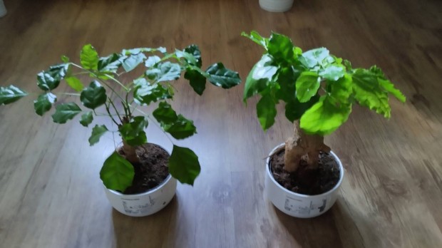 Bonsai szoba kris 2 db egyben eladk 