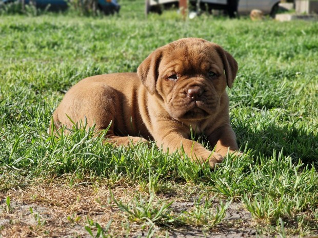Bordeauxi dog, bordi klykk