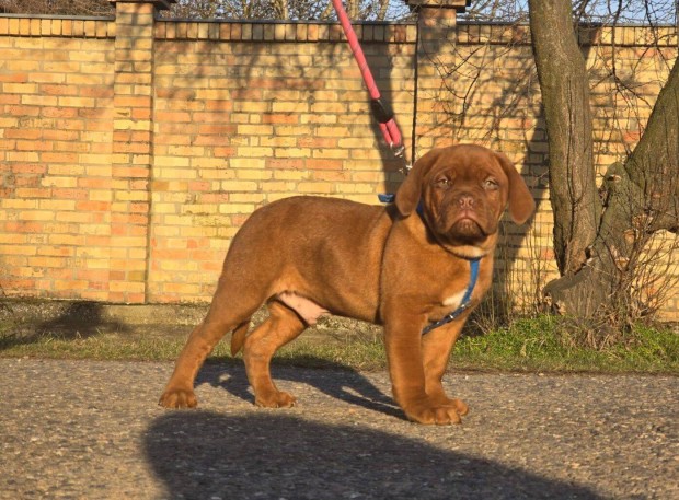 Bordeauxi dog kan kiskutya