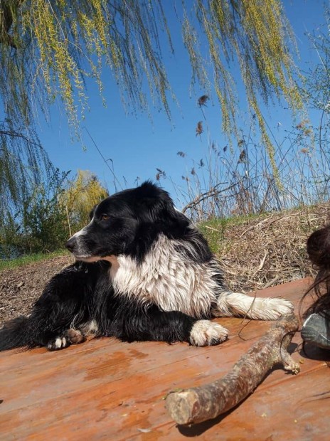 Border Collie 6 ves ivartalanitott kan, ingyen elvihet.