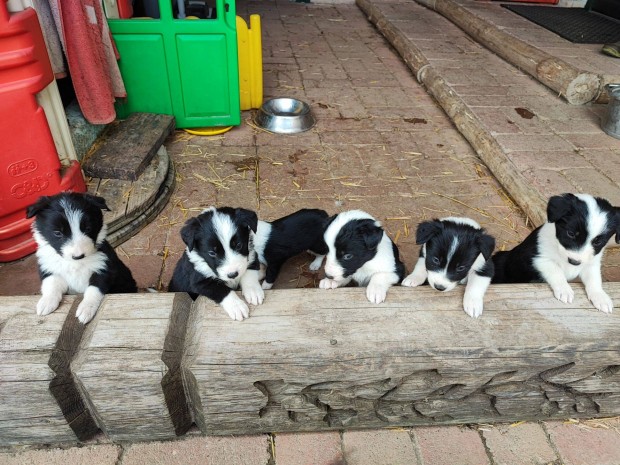 Border Collie Kiskutyk Ingyen Elvihetk